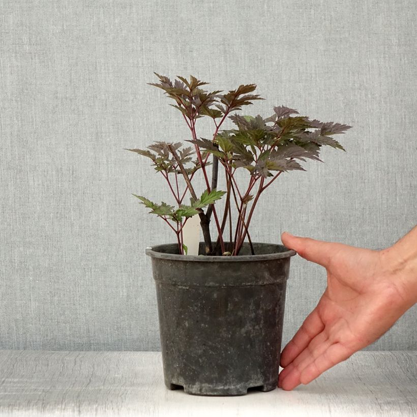Exemplaar van Actaea simplex Chocoholic - Zilverkaars Pot van 2 l/3 l zoals geleverd in de zomer