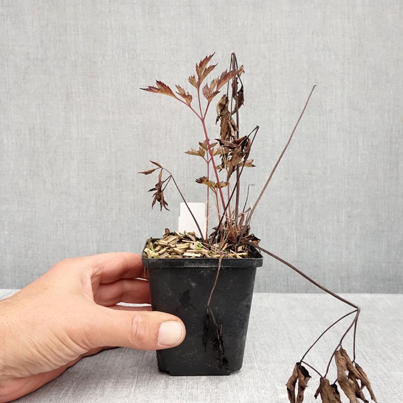 Exemplaar van Actaea Black Negligee - Zilverkaars Kweekpotje van 8/9 cm zoals geleverd in de herfst