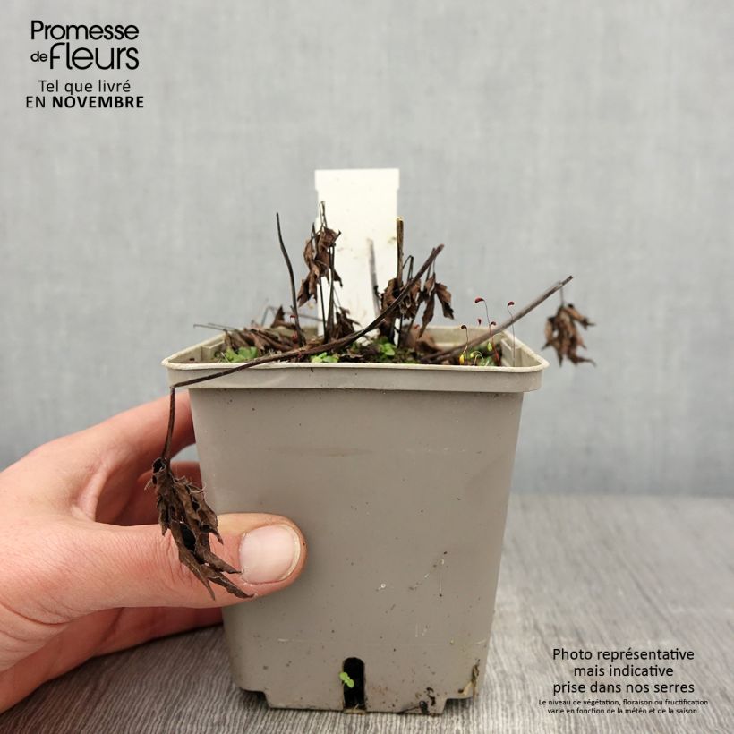 Exemplaar van Cierge d'argent, Cimicifuga Black Negligee Pot de 1L/1,5L zoals geleverd in de herfst