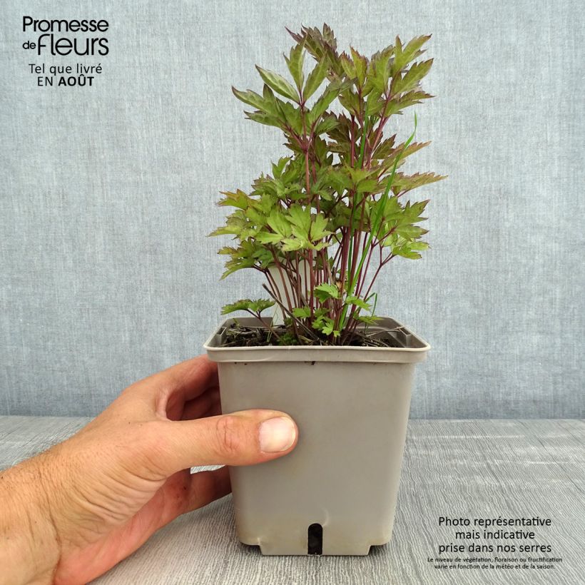 Exemplaar van Actaea Black Negligee - Zilverkaars Pot van 1 l/1,5 l zoals geleverd in de zomer