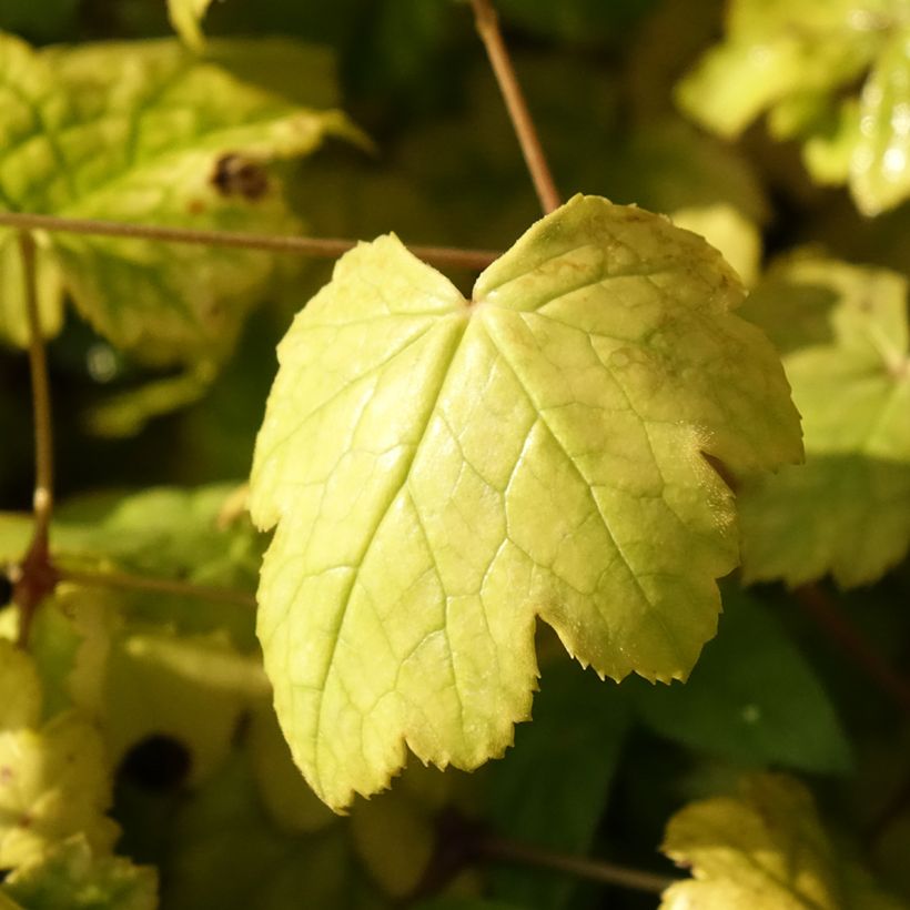 Actaea biternata - Zilverkaars (Blad)
