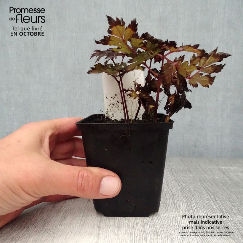 Exemplaar van Actaea simplex Pink Spike - Zilverkaars Kweekpotje van 8/9 cm zoals geleverd in de herfst