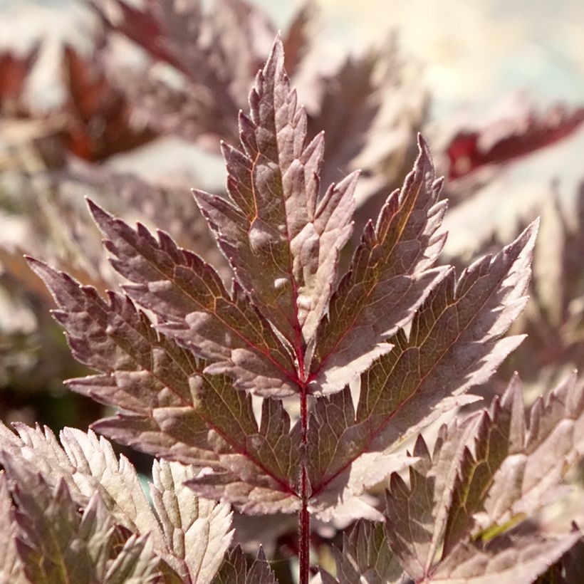 Actaea simplex Pink Spike - Zilverkaars (Blad)
