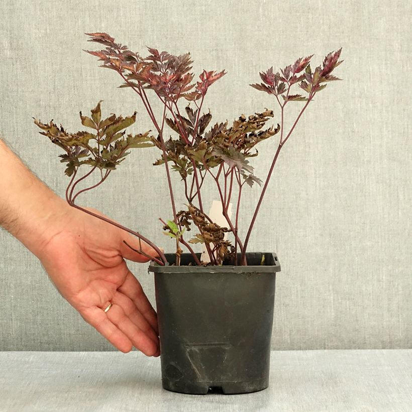 Exemplaar van Actaea simplex Pink Spike - Zilverkaars Pot van 2 l/3 l zoals geleverd in de zomer