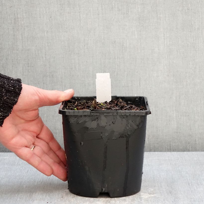 Exemplaar van Actaea simplex Pink Spike - Zilverkaars Pot van 2 l/3 l zoals geleverd in de winter