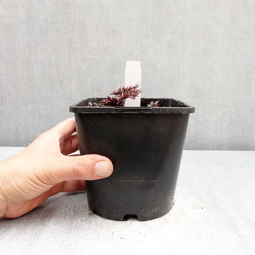Exemplaar van Actaea simplex Pink Spike - Zilverkaars Pot van 2 l/3 l zoals geleverd in de lente