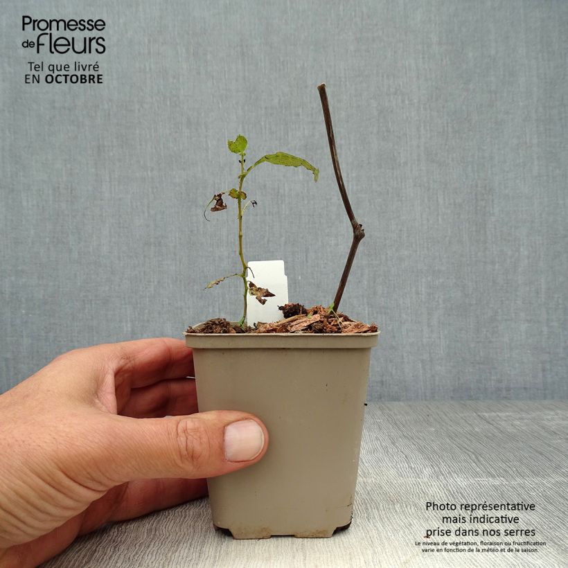 Exemplaar van Actaea simplex Carbonella - Zilverkaars Kweekpotje van 8/9 cm zoals geleverd in de herfst