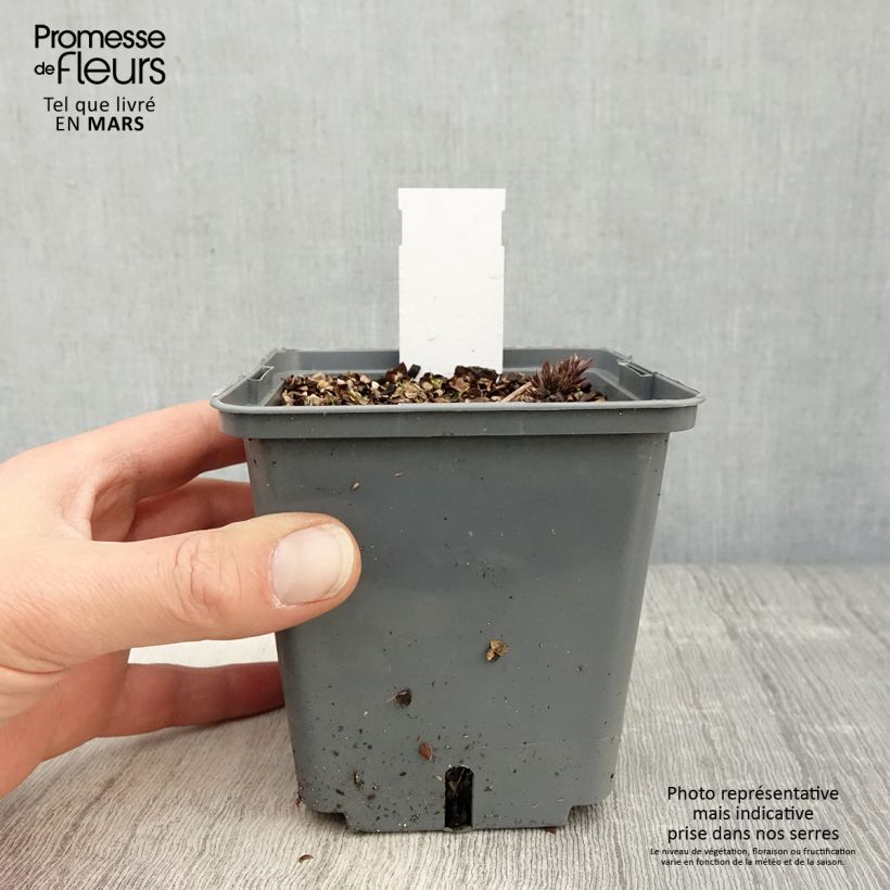Exemplaar van Actaea simplex Carbonella - Zilverkaars Pot van 1 l/1,5 l zoals geleverd in de lente