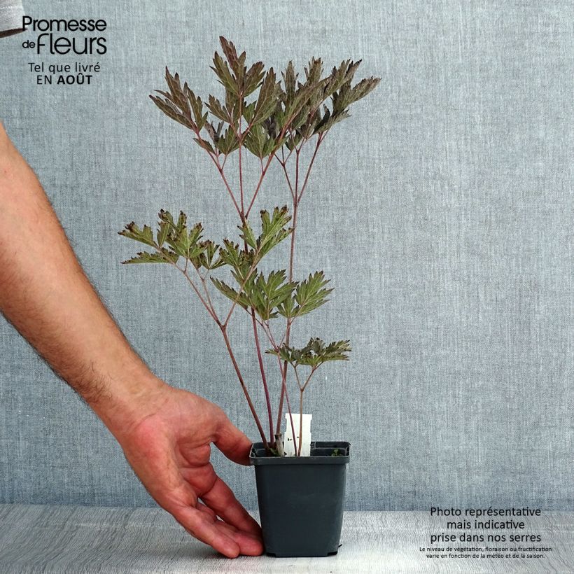 Exemplaar van Actaea simplex James Compton - Zilverkaars Kweekpotje van 8/9 cm zoals geleverd in de zomer