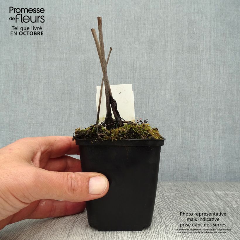Exemplaar van Actaea racemosa - Zwarte zilverkaars Kweekpotje van 8/9 cm zoals geleverd in de herfst