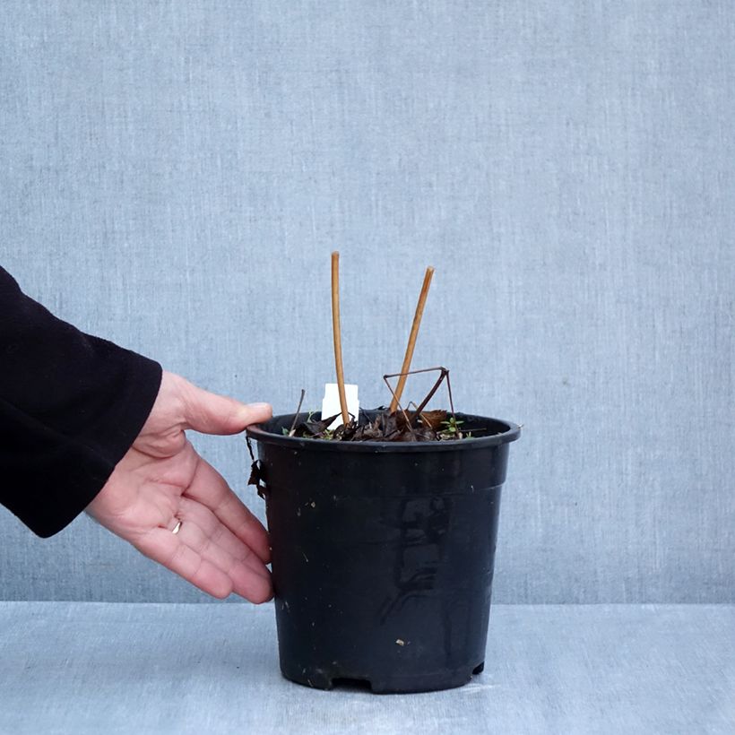 Exemplaar van Actaea racemosa - Zwarte zilverkaars Pot van 2 l/3 l zoals geleverd in de herfst