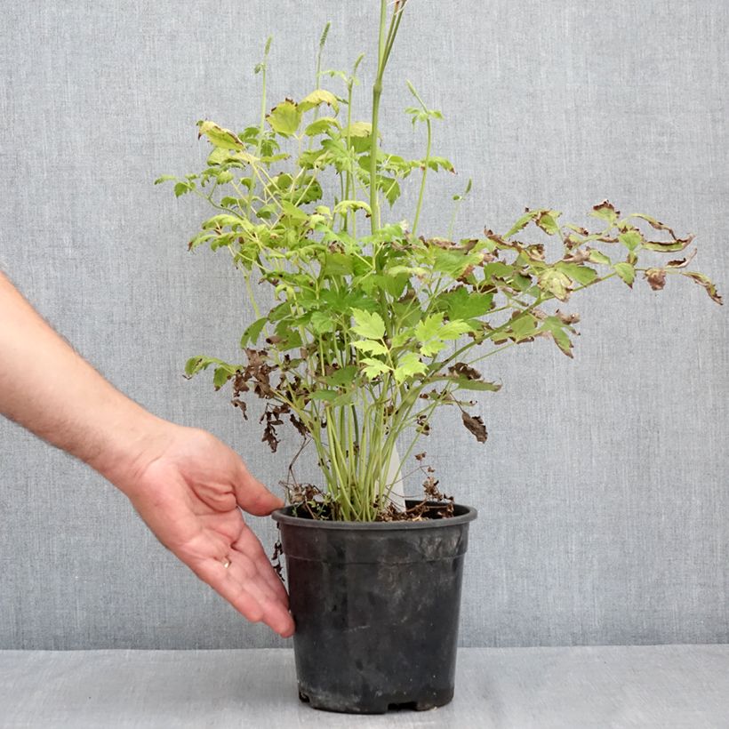 Exemplaar van Actaea racemosa - Zwarte zilverkaars Pot van 2 l/3 l zoals geleverd in de zomer