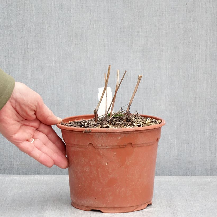 Exemplaar van Actaea racemosa - Zwarte zilverkaars Pot van 2 l/3 l zoals geleverd in de winter