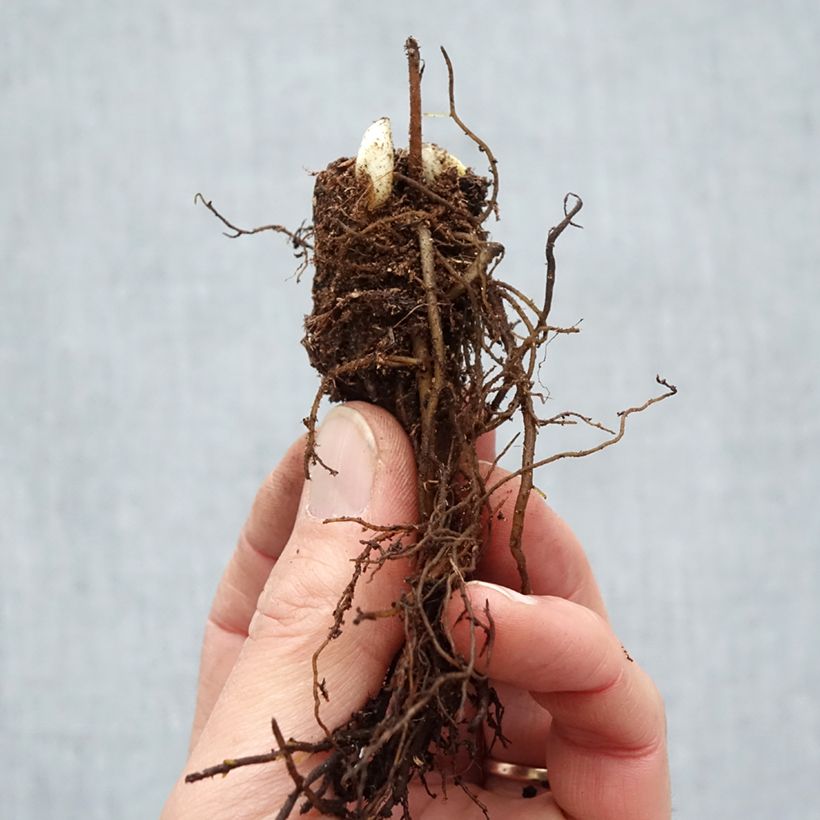 Exemplaar van Actaea racemosa - Zwarte zilverkaars Naakte wortel zoals geleverd in de winter