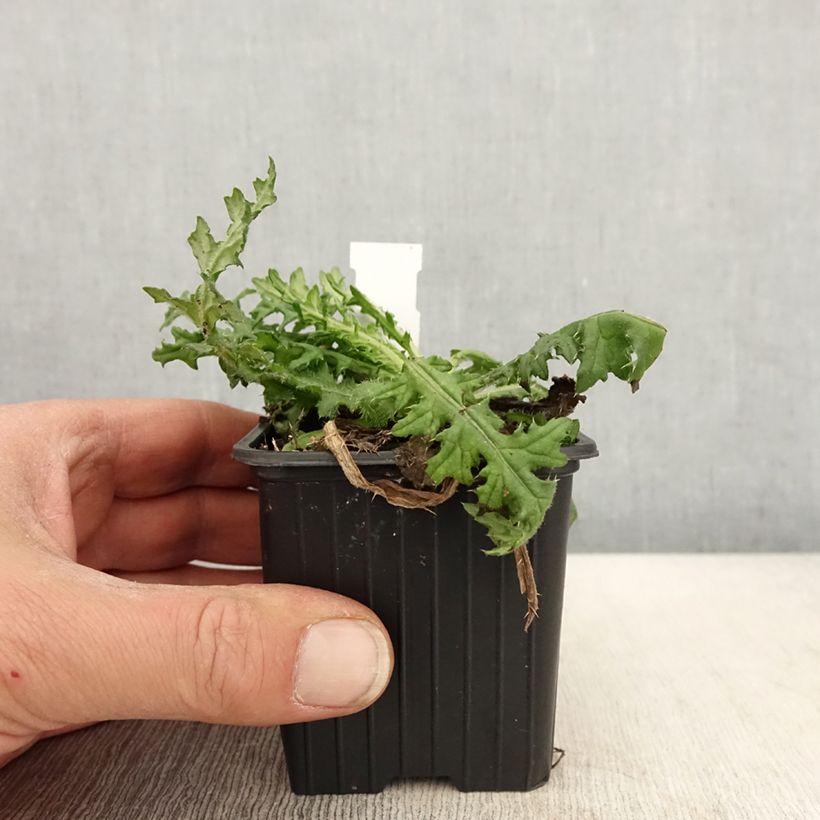 Exemplaar van Cirsium japonicum Rose Beauty - Vederdistel Kweekpotje van 8/9 cm zoals geleverd in de lente