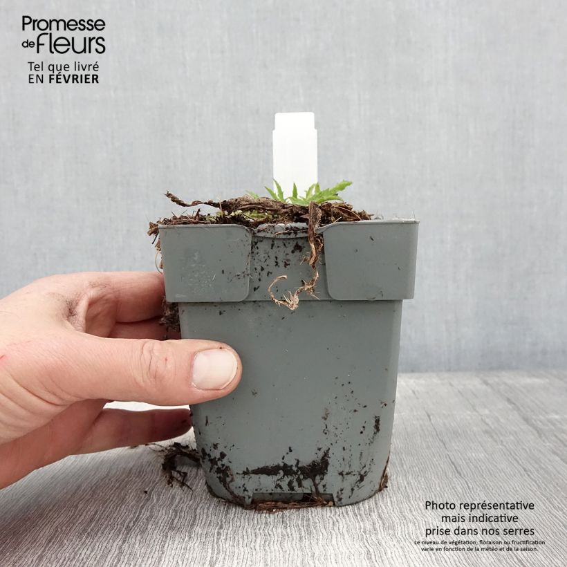 Exemplaar van Cirsium rivulare Atropurpureum - Beekdistel Pot van 2 l/3 l zoals geleverd in de winter