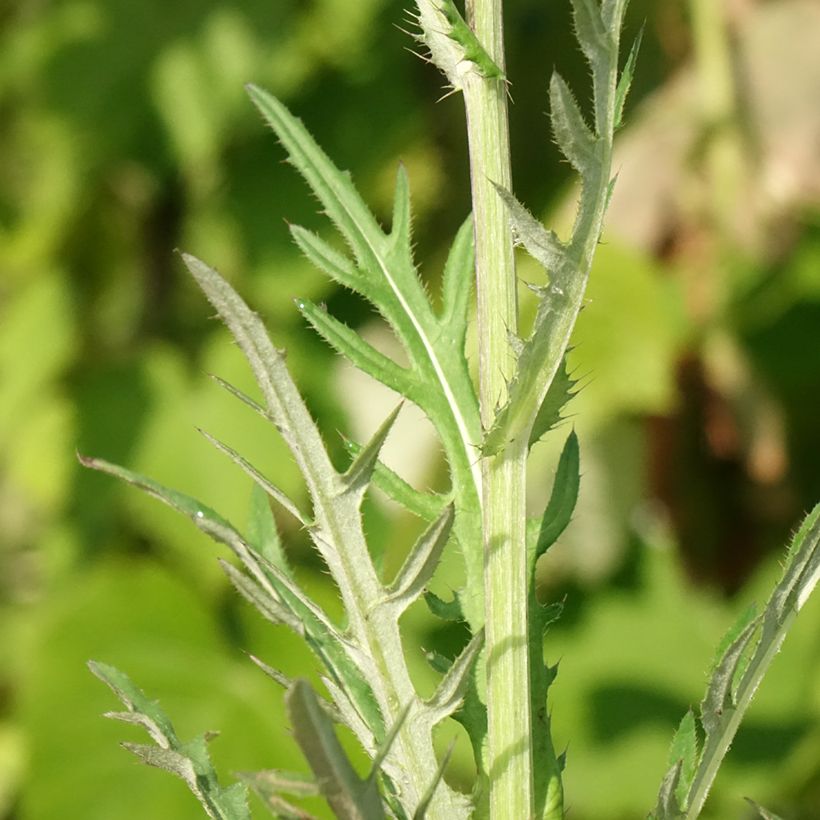 Cirsium rivulare Trevors Blue Wonder - Beekdistel (Blad)