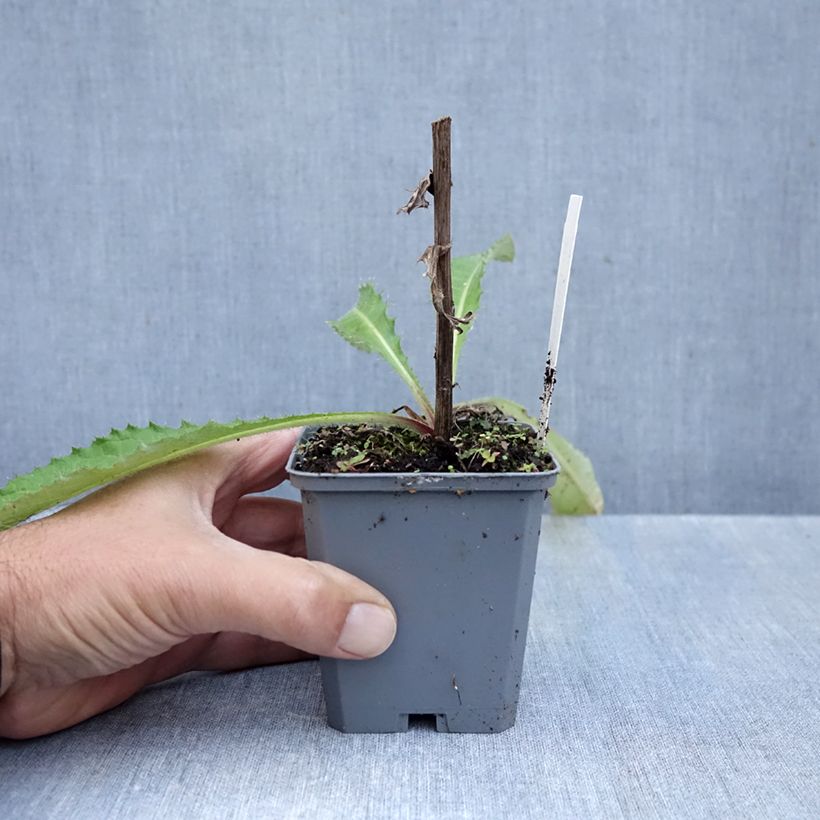 Exemplaar van Cirsium rivulare Trevors Blue Wonder - Beekdistel Kweekpotje van 8/9 cm zoals geleverd in de herfst