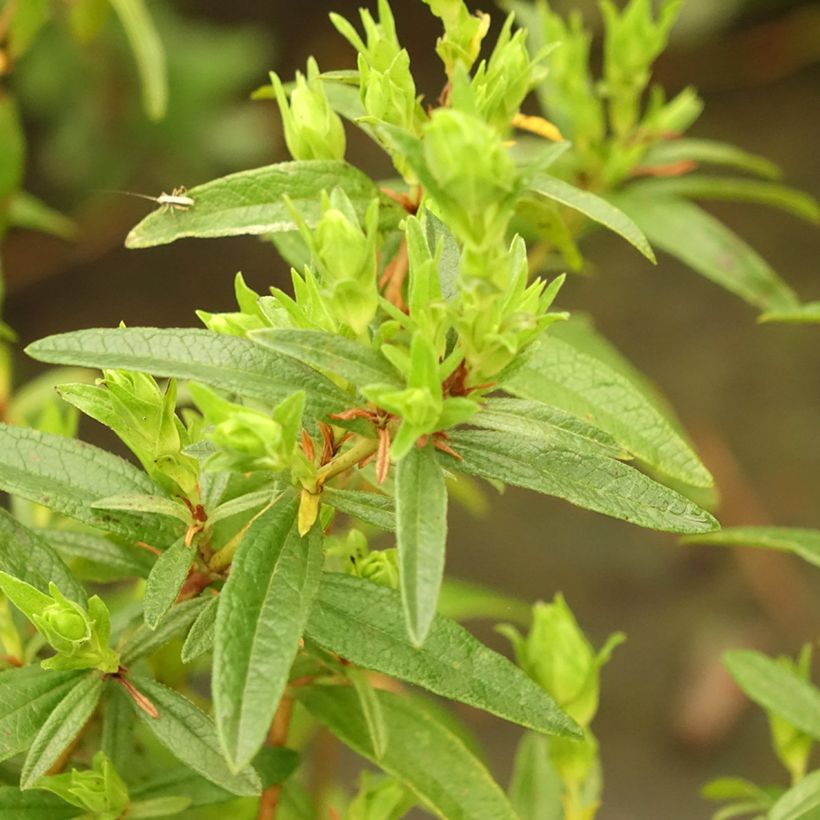 Cistus lusitanicus Decumbens - Rotsroos (Blad)