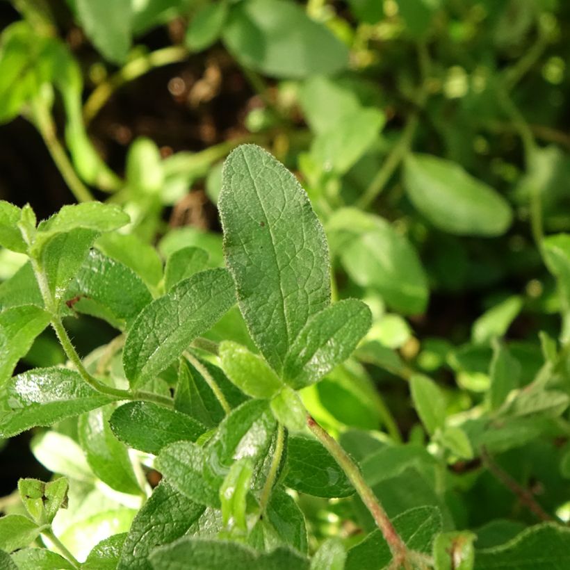 Cistus obtusifolius - Rotsroos (Blad)