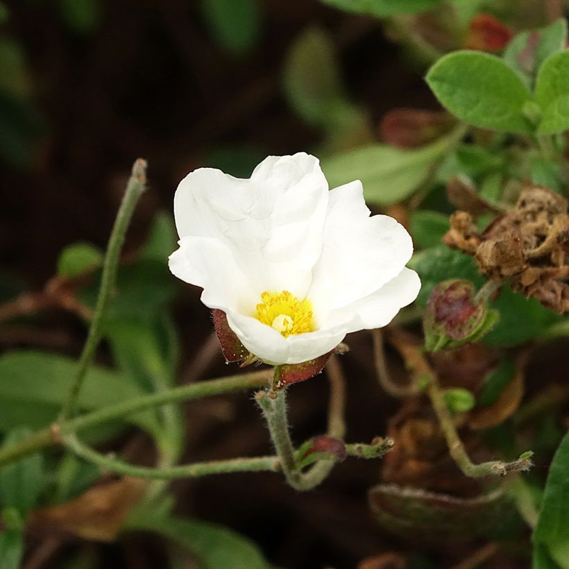 Cistus obtusifolius - Rotsroos (Bloei)