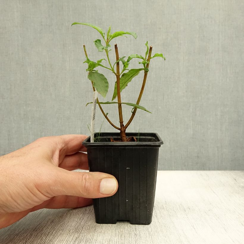 Exemplaar van Cistus aguilarii Maculatus - Ciste hybride Godet de 8/9 cm zoals geleverd in de herfst