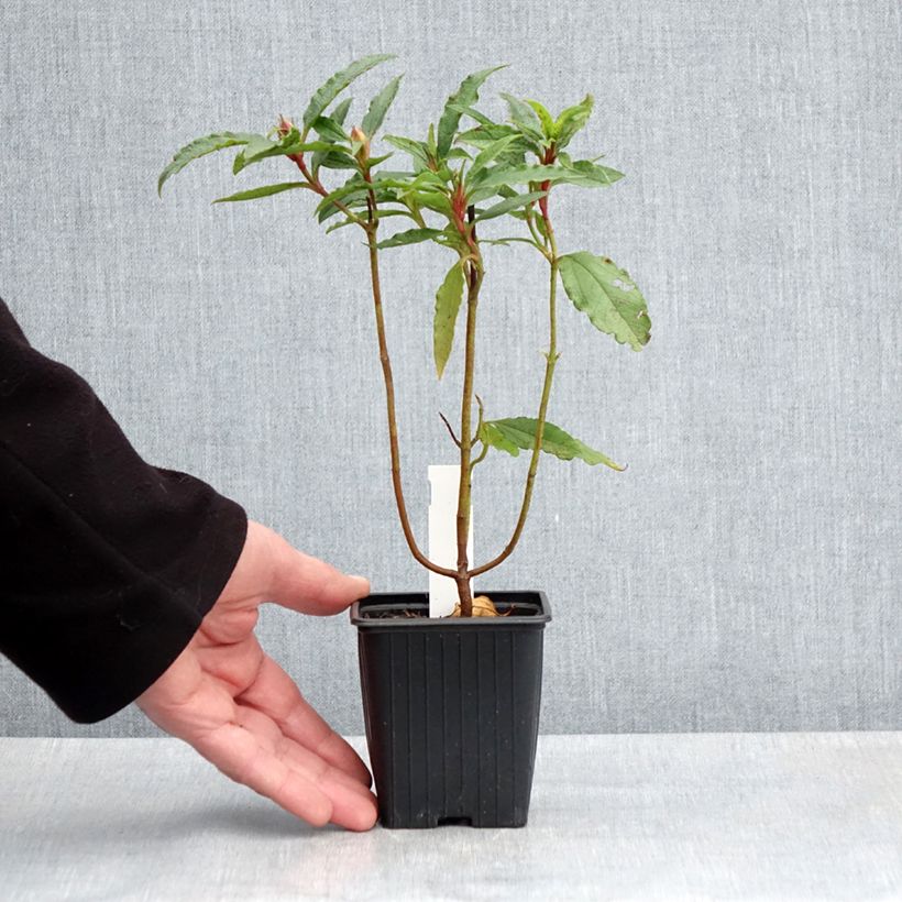 Exemplaar van Cistus aguilarii Maculatus - Rotsroos Kweekpotje van 8/9 cm zoals geleverd in de lente