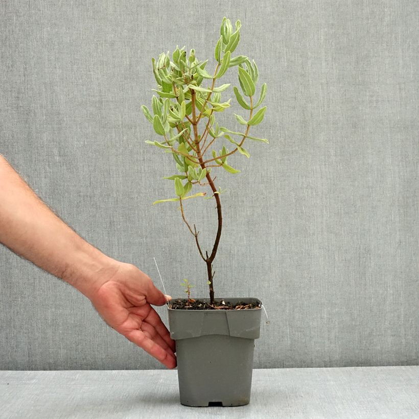Exemplaar van Cistus albidus - Rotsroos Pot van 2 l/3 l zoals geleverd in de zomer
