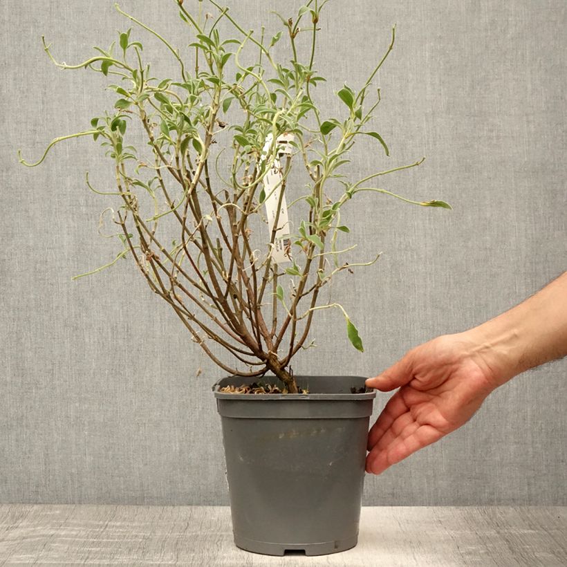 Exemplaar van Cistus argenteus Peggy Sammons - Rotsroos Pot van 2 l/3 l zoals geleverd in de zomer