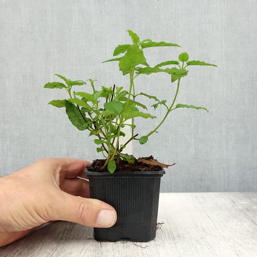 Exemplaar van Cistus corbariensis - Ciste des Corbières Godet de 8/9 cm zoals geleverd in de herfst