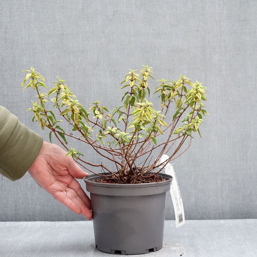 Exemplaar van Cistus corbariensis Little Miss Sunshine - Rotsroos Pot van 3 l/4 l zoals geleverd in de winter