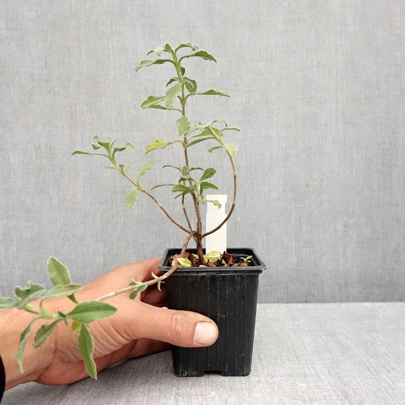 Exemplaar van Cistus lenis Grayswood Pink - Rotsroos Kweekpotje van 8/9 cm zoals geleverd in de herfst