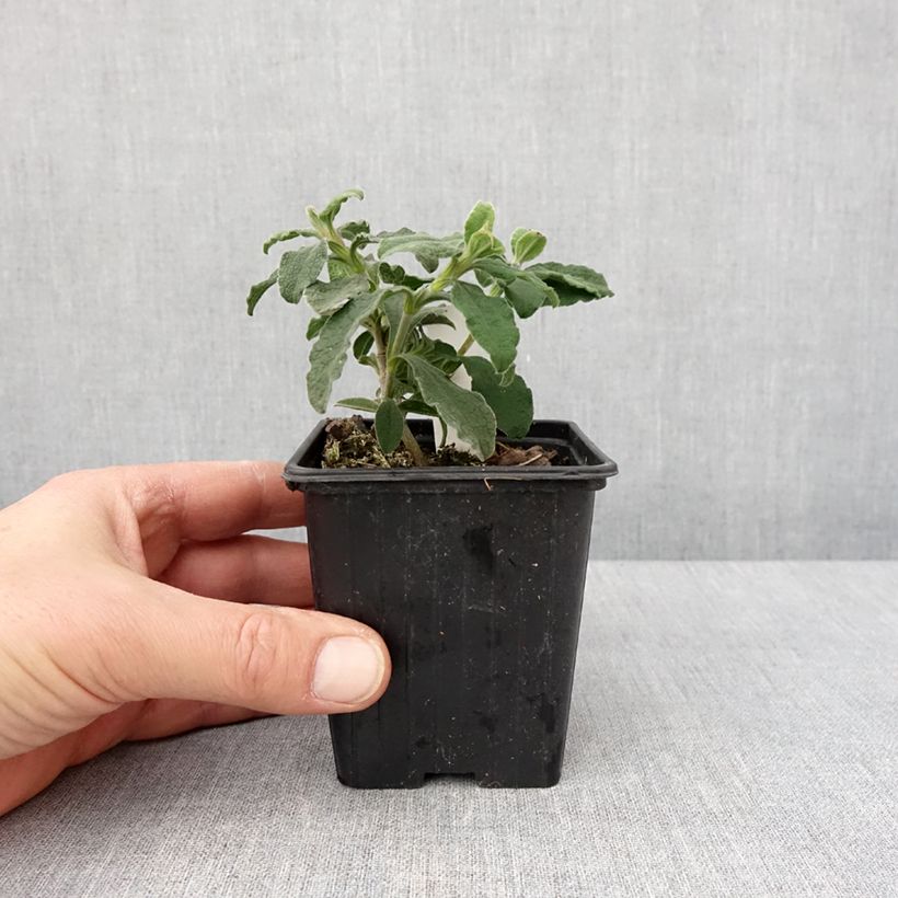 Exemplaar van Cistus Grayswood Pink - Ciste hybride Godet de 8/9 cm zoals geleverd in de winter