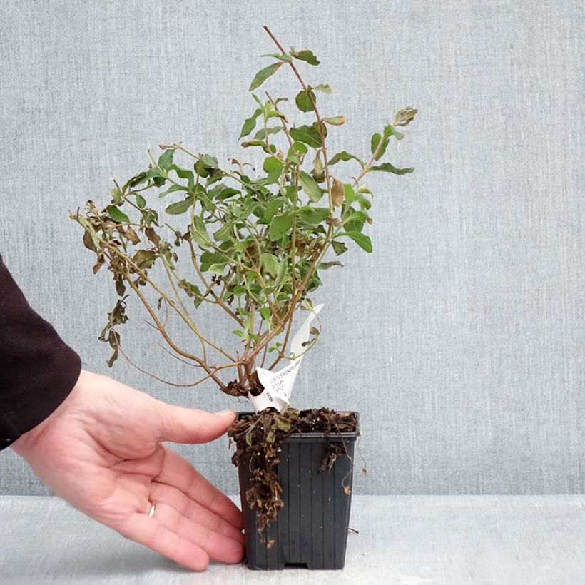 Example of Cistus monspeliensis - Rotsroos Kweekpotje van 8/9 cm as you get in hiver