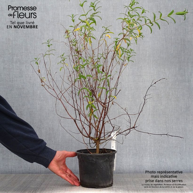 Exemplaar van Cistus monspeliensis - Rotsroos Pot van 2 l/3 l zoals geleverd in de herfst