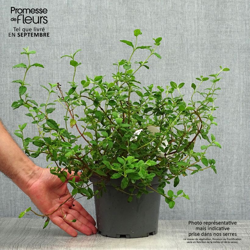 Exemplaar van Cistus salviifolius - Rotsroos Pot van 2 l/3 l zoals geleverd in de herfst