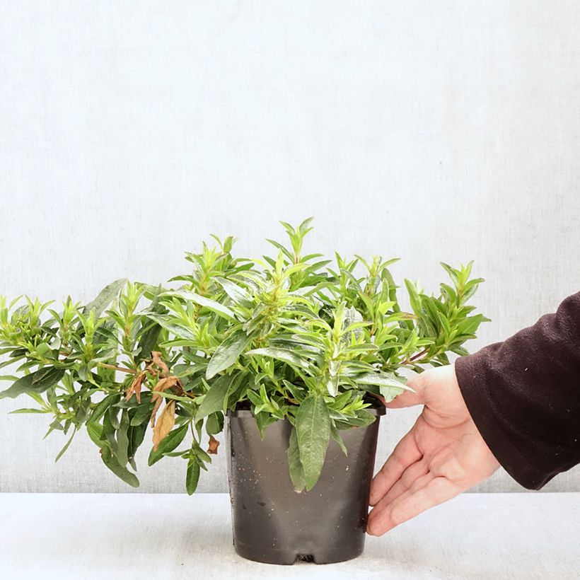 Exemplaar van Cistus dansereaui Jenkyn Place - Rotsroos Pot van 1,5 l/2 l zoals geleverd in de lente