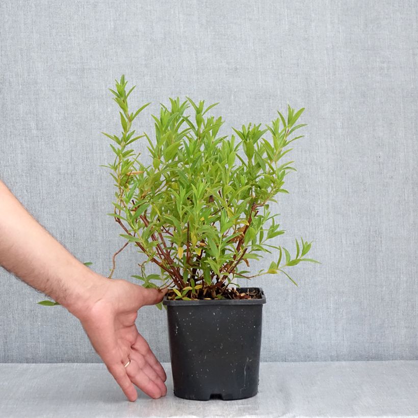 Exemplaar van Cistus dansereaui Jenkyn Place - Rotsroos Pot van 1,5 l/2 l zoals geleverd in de zomer