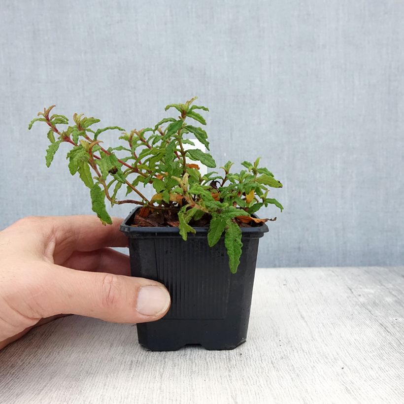 Exemplaar van Cistus florentinus Repens - Rotsroos Kweekpotje van 8/9 cm zoals geleverd in de herfst