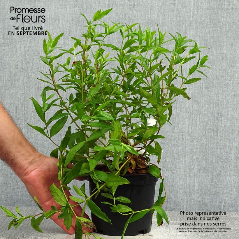 Exemplaar van Cistus ladanifer x loretii - Rotsroos Pot van 2 l/3 l zoals geleverd in de herfst
