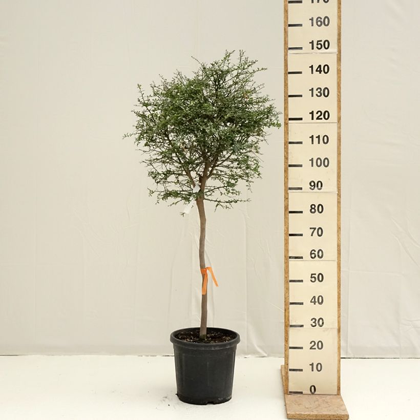 Example of Vingerlimoen - Microcitrus australasica Pot van 18 l/20 l, Half-hoge stam as you get in printemps