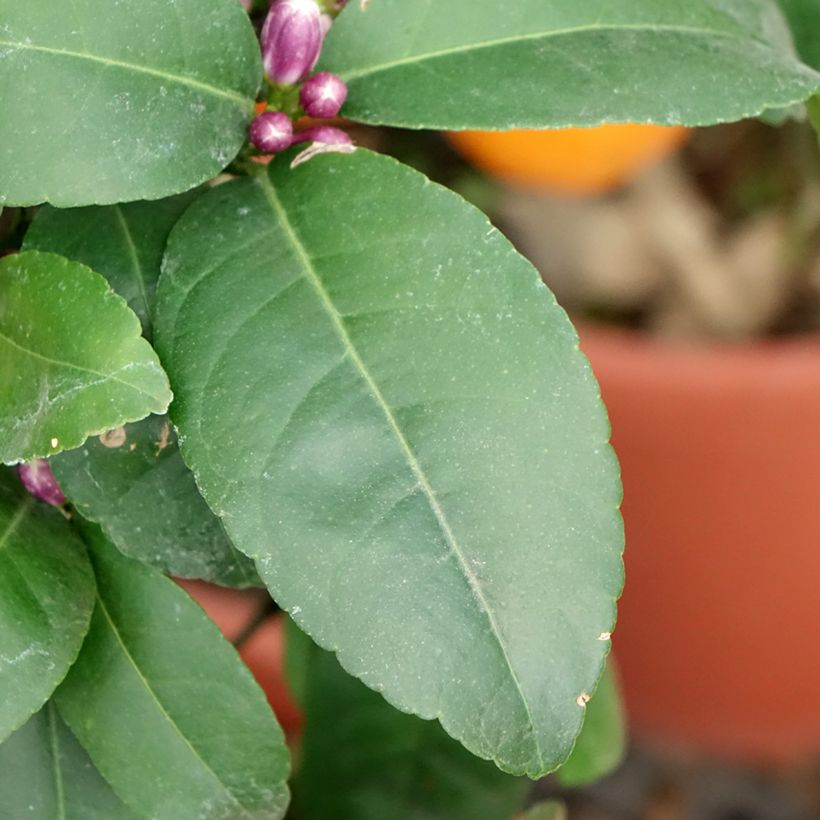 Rode limoen - Citrus aurantifolia (Blad)
