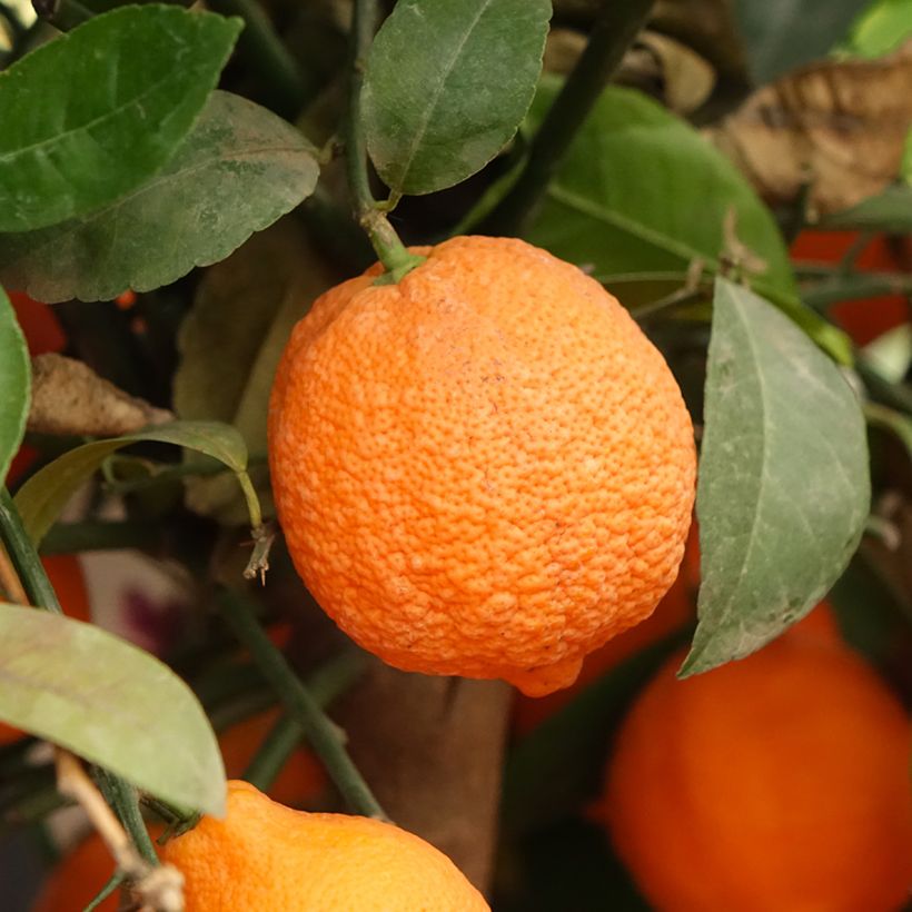 Rode limoen - Citrus aurantifolia (Oogst)