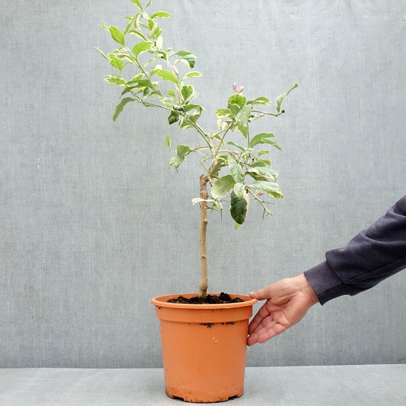 Exemplaar van Bontbladige citroenboom Pot van 6 l/7 l, Kwartstam zoals geleverd in de lente
