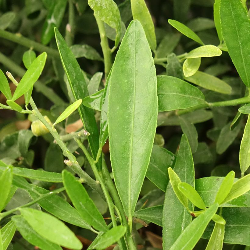 Citrus glauca - Woestijnlimoen (Blad)