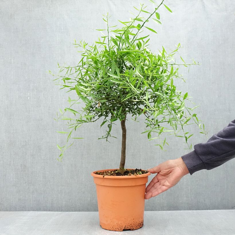 Exemplaar van Citrus glauca - Woestijnlimoen Pot van 6 l/7 l, Kwartstam zoals geleverd in de lente