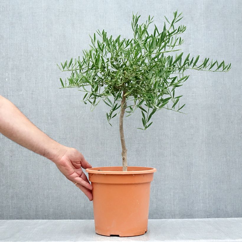 Exemplaar van Citrus glauca - Woestijnlimoen Pot van 6 l/7 l, Kwartstam zoals geleverd in de zomer