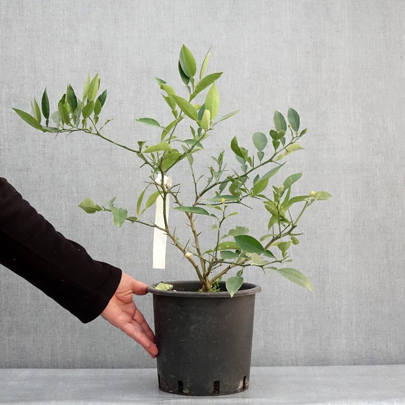 Exemplaar van Citrus ichangensis - Ichang Papeda  Pot de 3L/4L, Touffe zoals geleverd in de winter