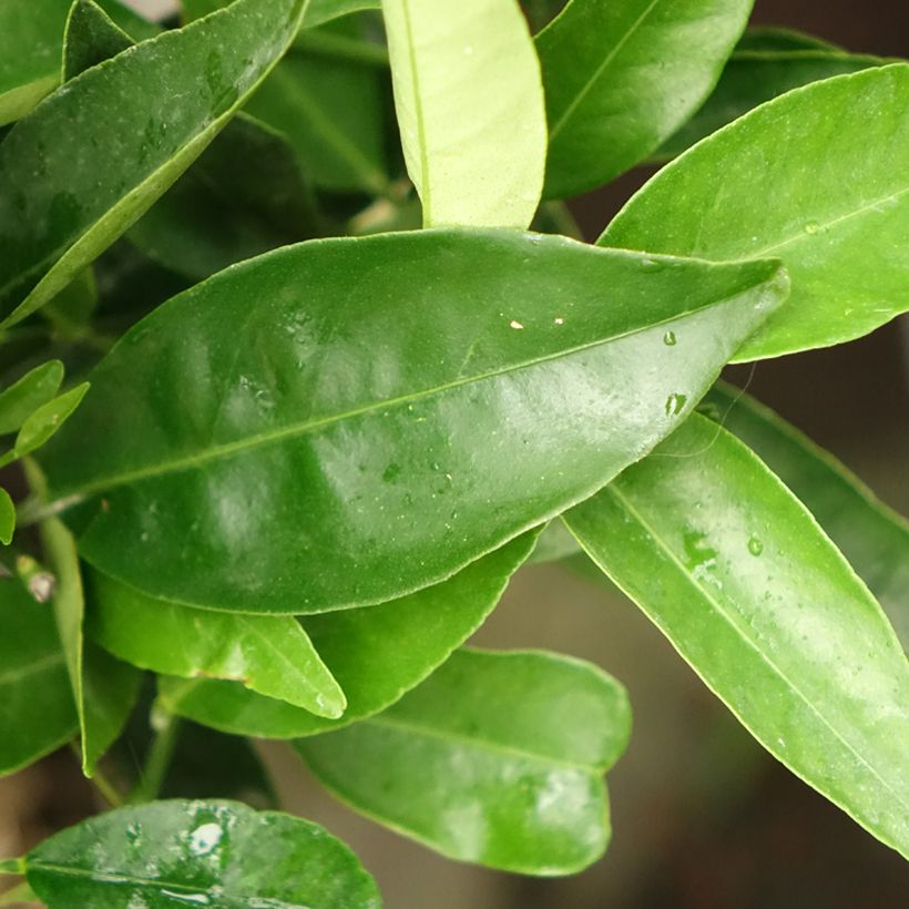 Citrus Kucle - Citrofortunella margarita × clementina (Blad)