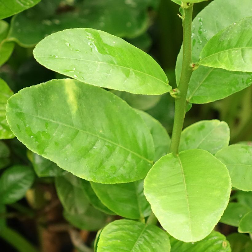 Sukadecitroen - Citrus medica Maxima (Blad)